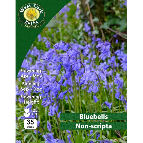 Bluebell (Native) Non Scripta - 35 Bulbs
