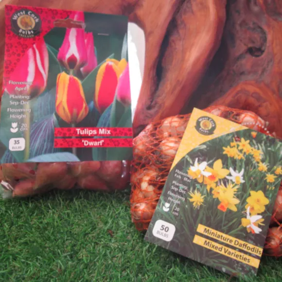 Spring Bulbs For Containers Bundle (Combine & Save)
