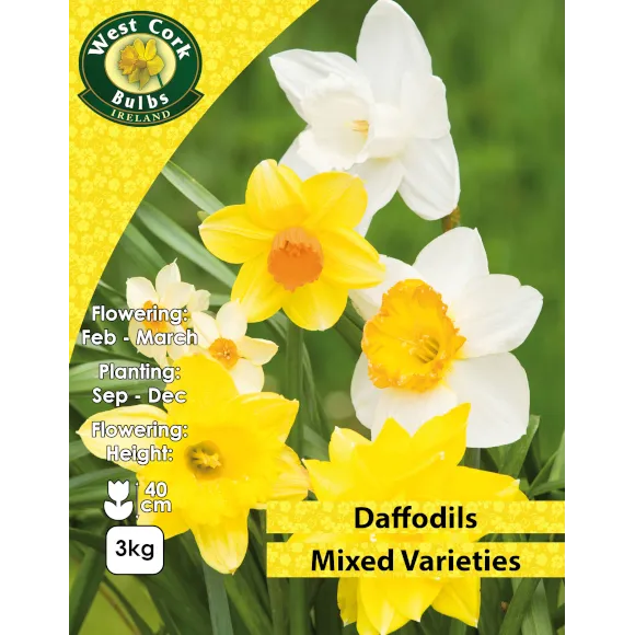 Mixed Daffodil Bulbs -MULTIBUY OFFER- 2 x 3kg Nets