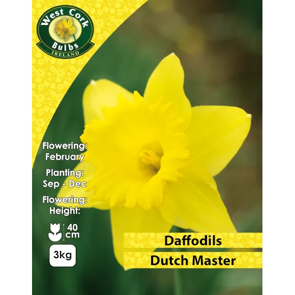 Daffodil Dutch Master -MULTIBUY OFFER - 2 x 3kg Nets