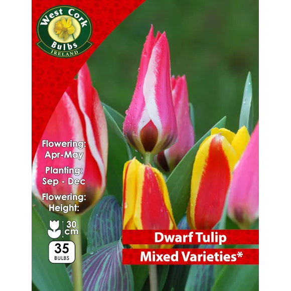 Mixed Dwarf Tulips -MULTIBUY OFFER- 2 x 35 Bulbs