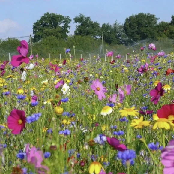 Wildflower Seed Mix 7m²