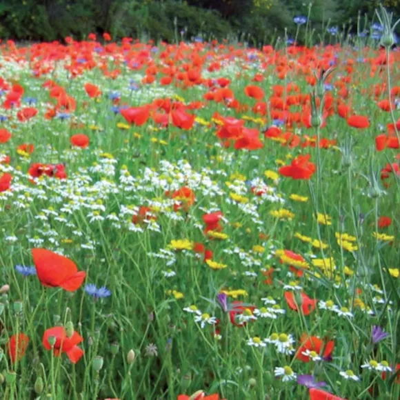 Wildflower Seed Mix 7m²
